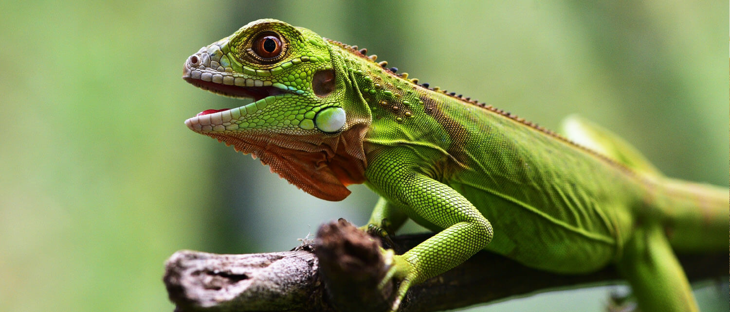 Fauna y naturaleza en el Parque Nacional Huatulco, Oaxaca.